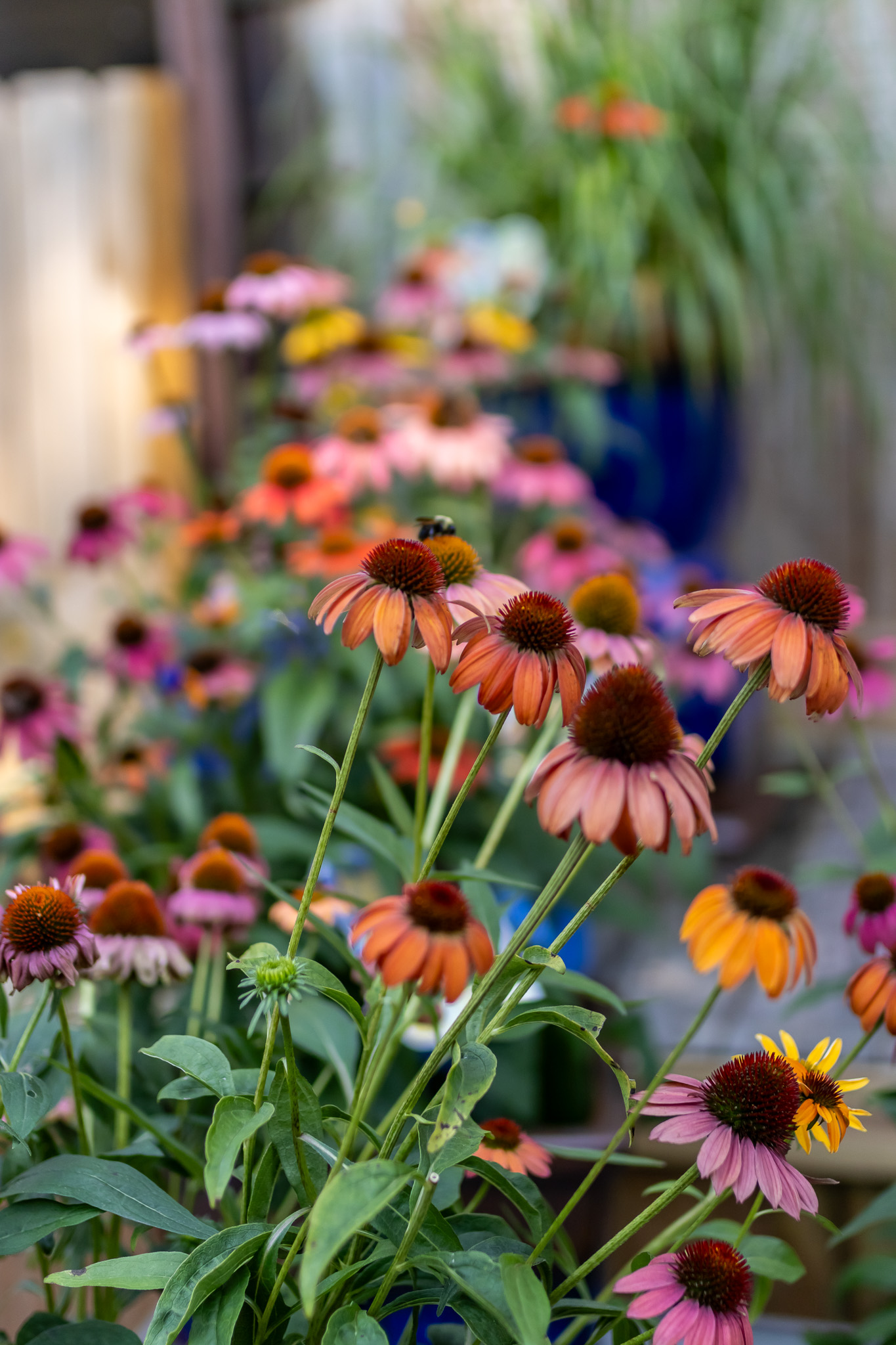 Coneflower2