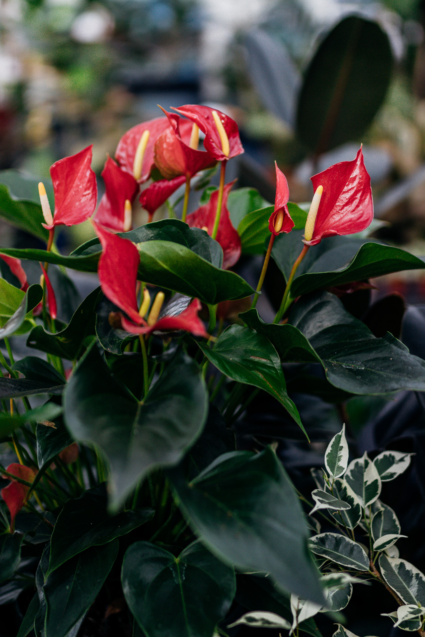 Hot Spiced Cider: A Warm Houseplant Mix