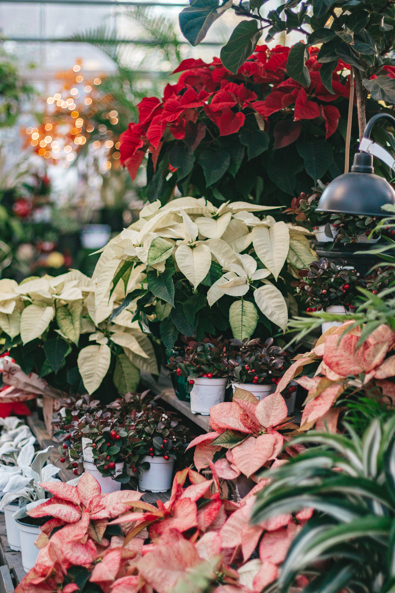 Poinsettias 2