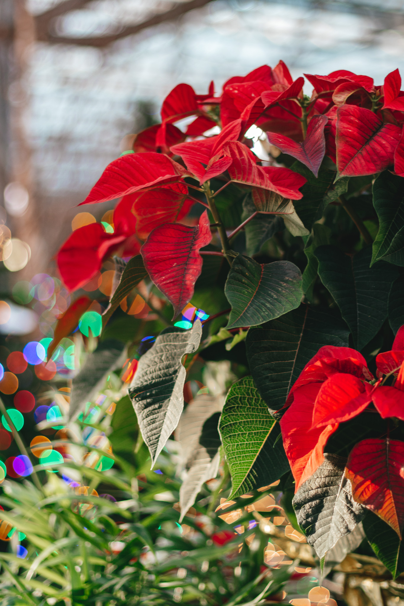 Poinsettias