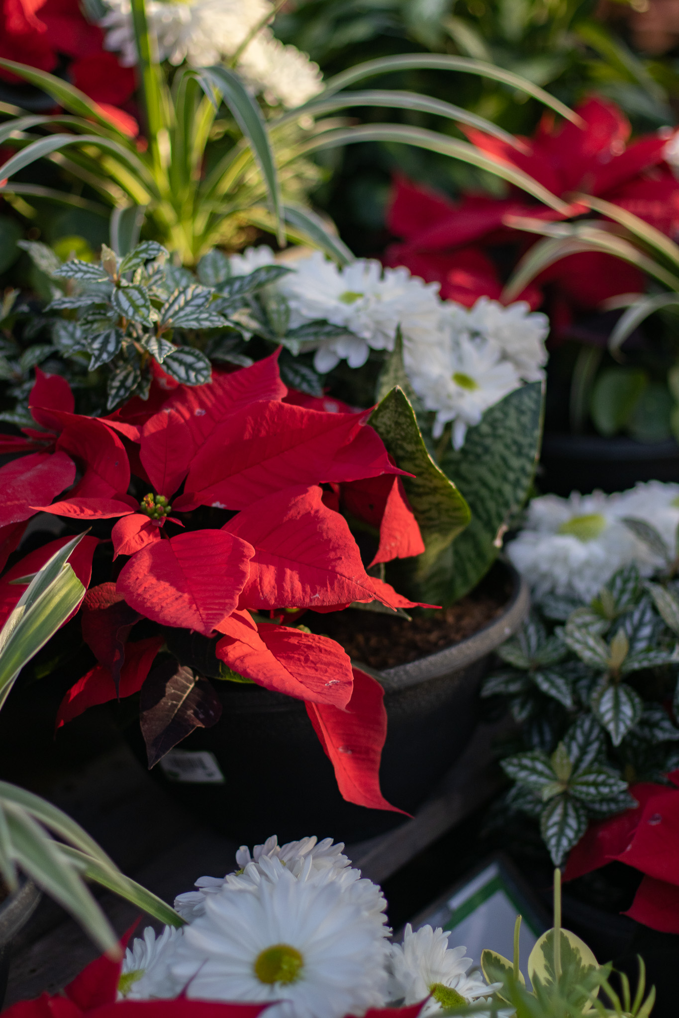 Poinsettias 4