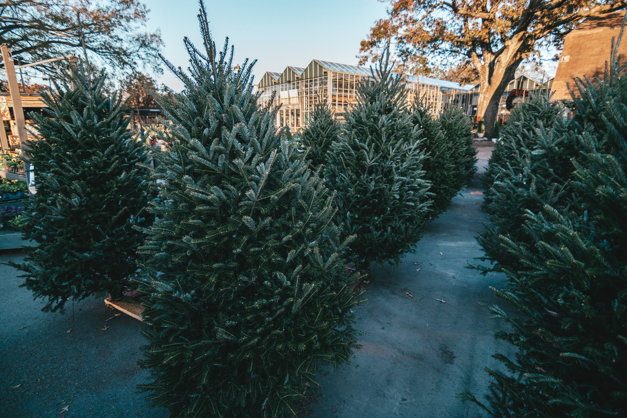 Fresh Cut Trees