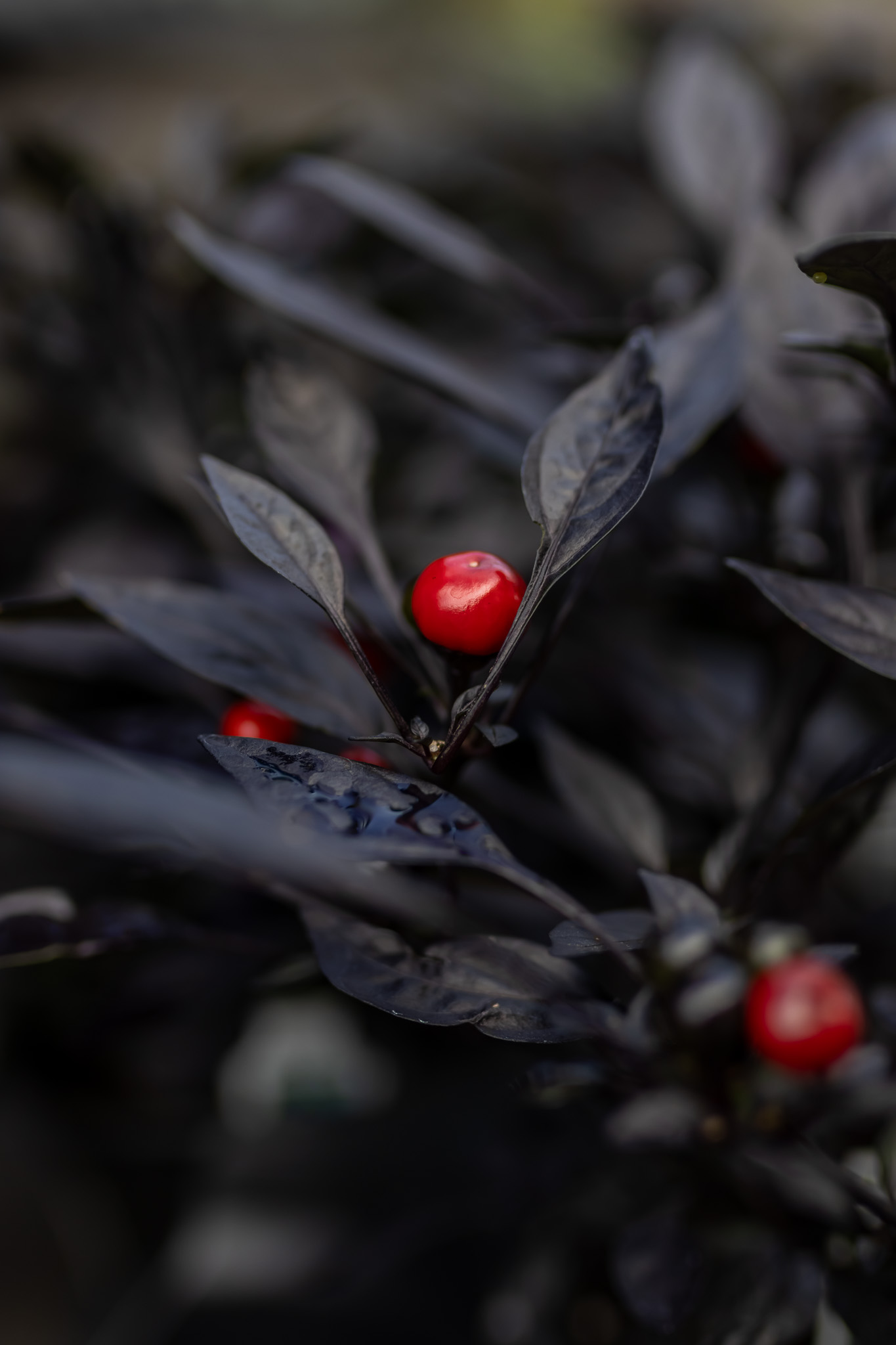 Witches Brew Sangria: A Dark and Dramatic Ornamental Pepper Container