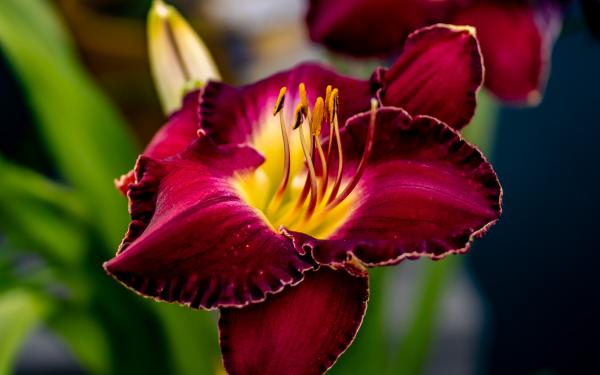 Everything You Need to Know About Daylilies