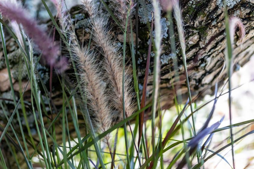 Ornamental Grasses