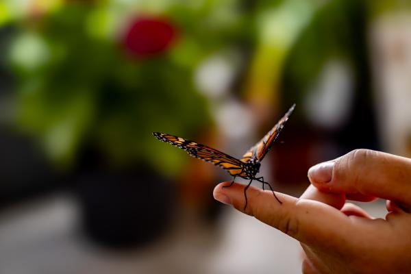  How to Attract Pollinators to Your Garden