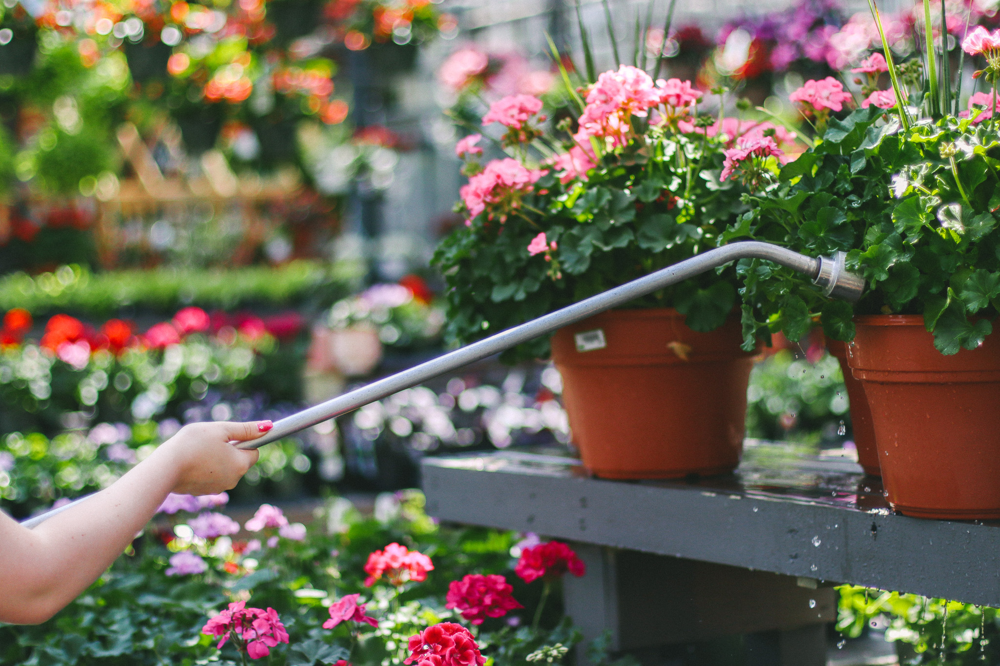 Watering Geraniums 