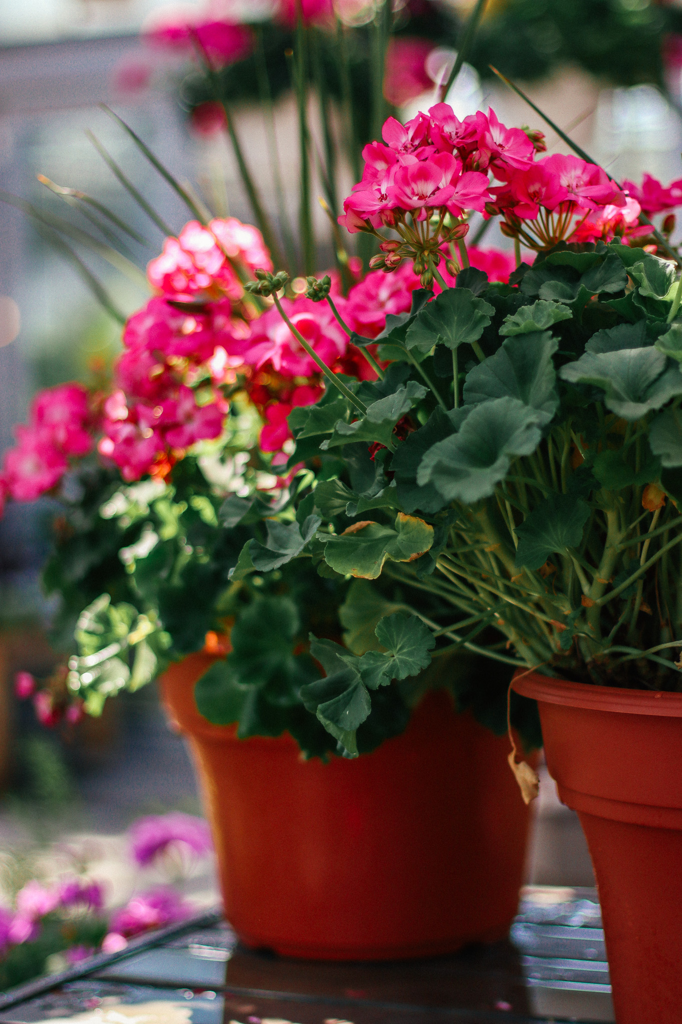 geranium planters