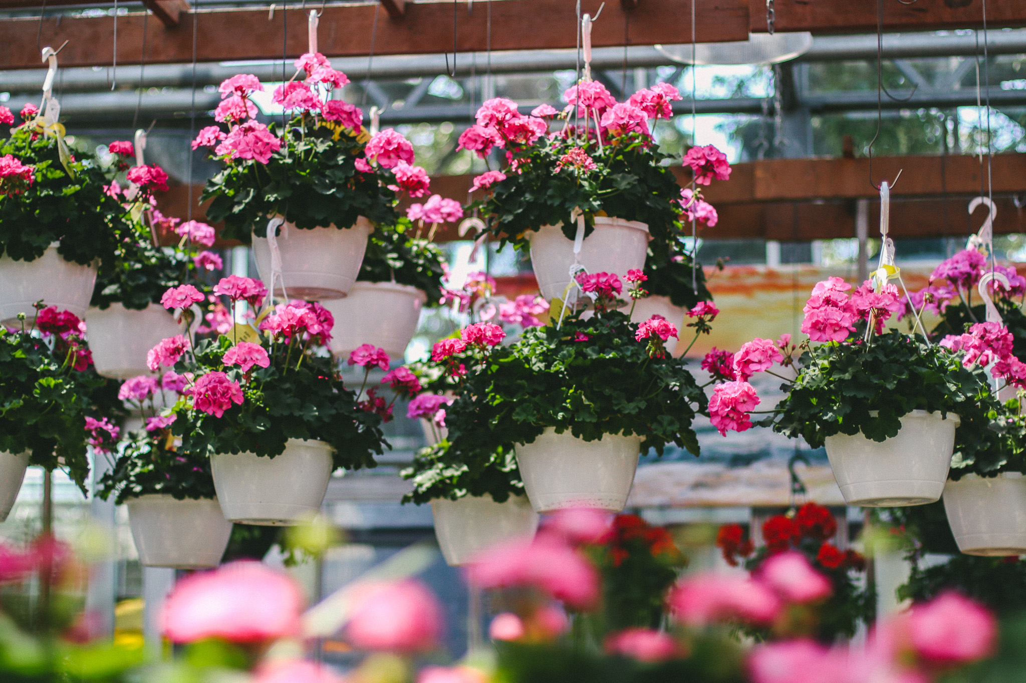 Geraniums in Hanging Baskets