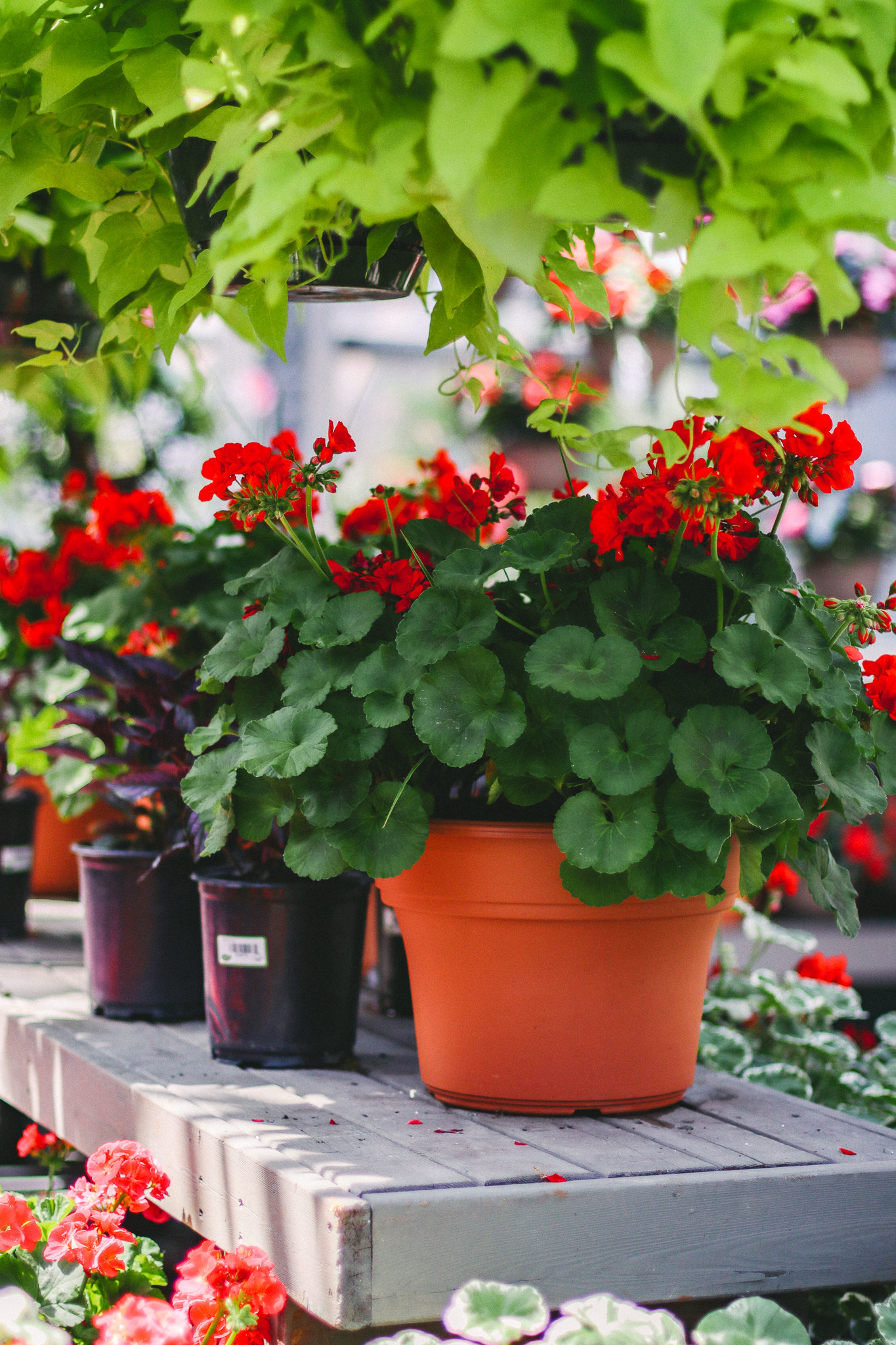 Red geraniums 