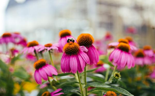 All About Coneflowers: A Perennial Summer