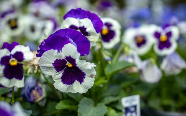 Designing a Fall Garden with Pansies