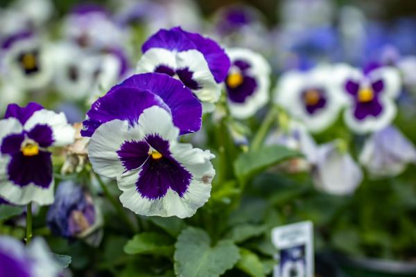 Designing a Fall Garden with Pansies