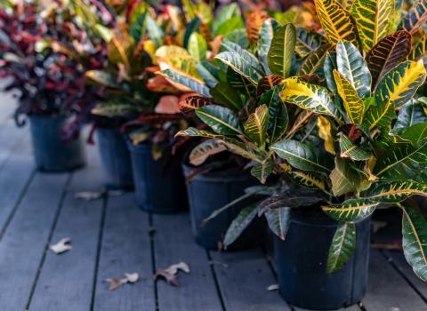 All Crotons