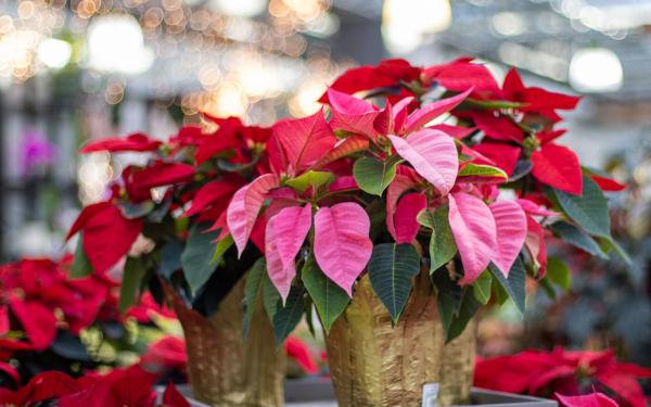 The Top 5 Holiday Houseplants, McDonald Garden Center