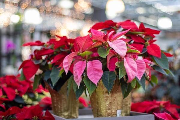 The Top 5 Holiday Houseplants, McDonald Garden Center