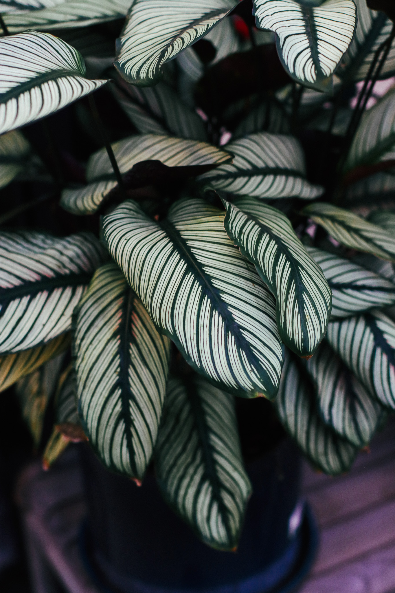 calathea 3