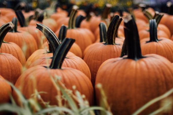 Our Top 5 Pumpkins In Stock Now