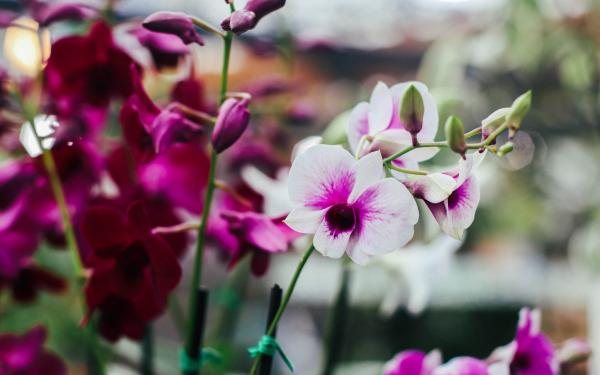 7 Things You Need to Know about Dendrobium Orchids