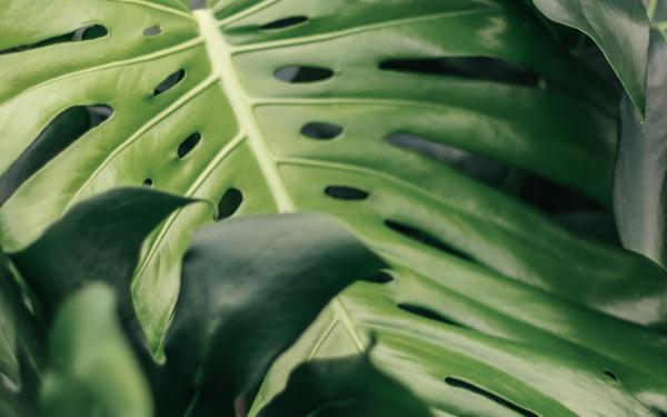 Our 5 Fave Philodendrons