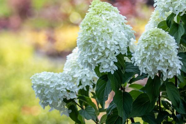 Our Top Panicle Hydrangeas: Must-Have Varieties for Your Summer Garden