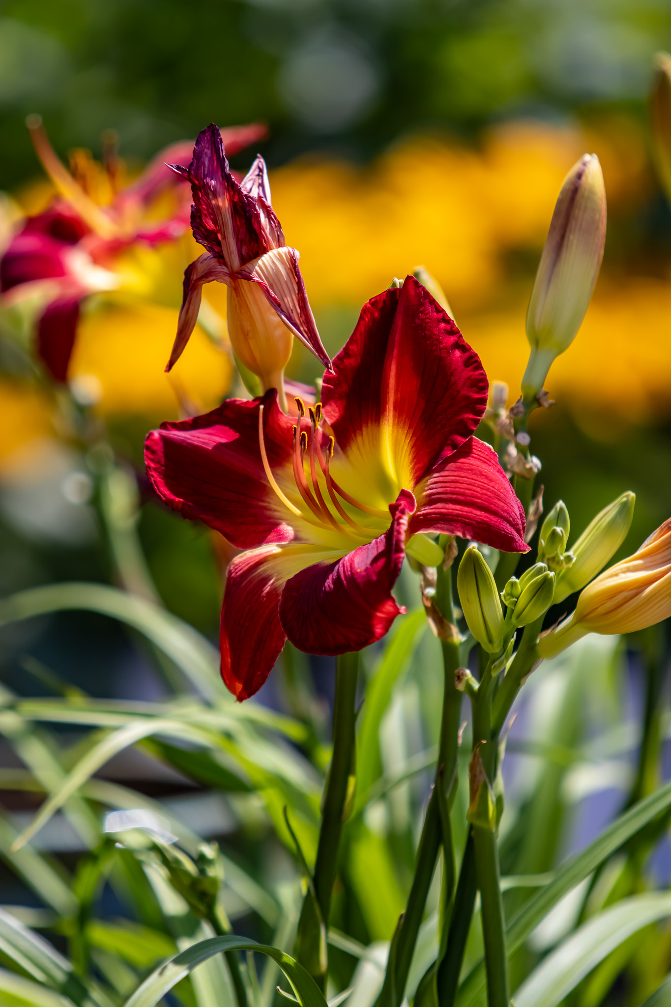 Daylily 2