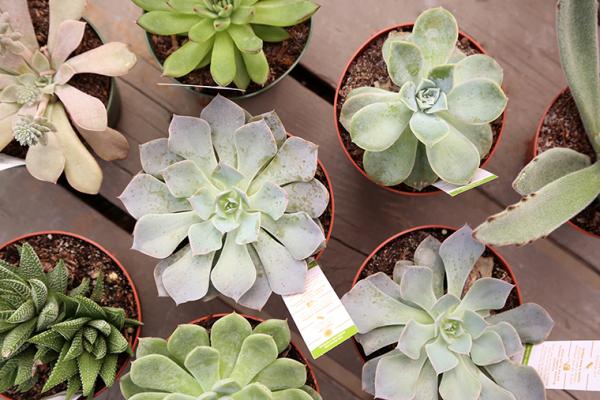 Succulents, McDonald Garden Center, Indoor Houseplants