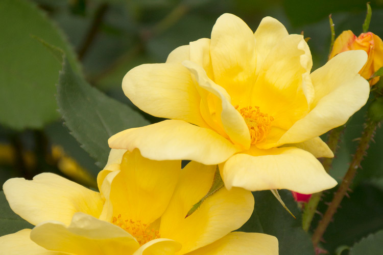 Julia Child Roses