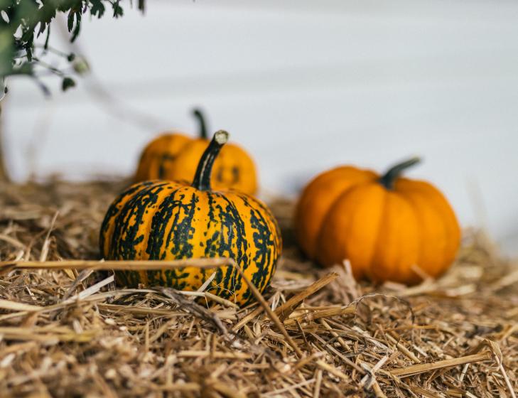 Mini Pumpkins