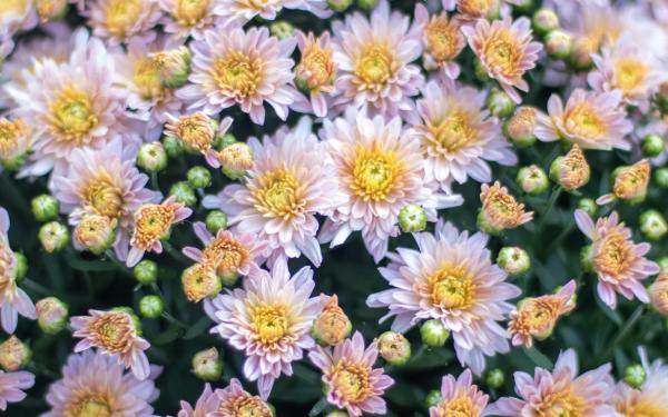 Mums 101, McDonald Garden Center