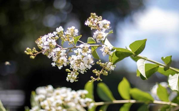 Crazy for Crepe Myrtles! , McDonald Garden Center 