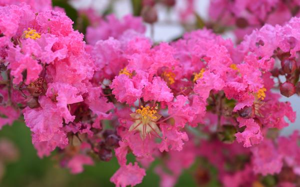 5 Reasons Why You Should Definitely Plant Crepe Myrtles, McDonald Garden Center