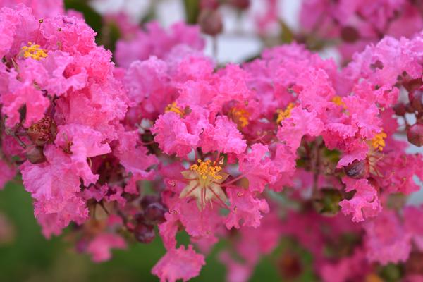 5 Reasons Why You Should Definitely Plant Crepe Myrtles, McDonald Garden Center