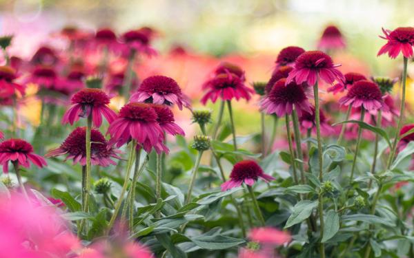 Sunsational Plants, McDonald Garden Center