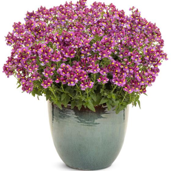 Nemesia Aromance Mulberry