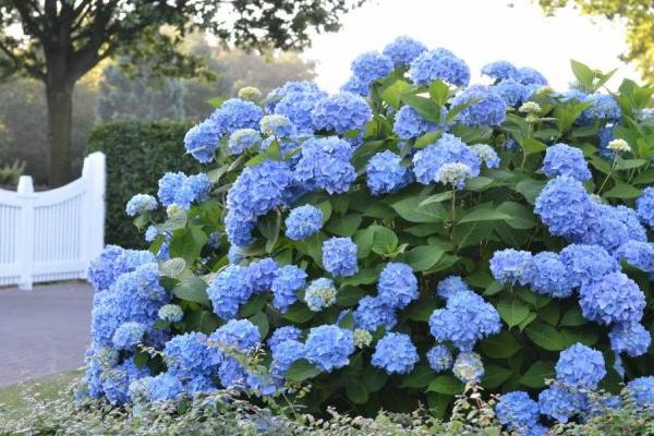 Endless Summer Hydrangeas, Original, McDonald Garden Center