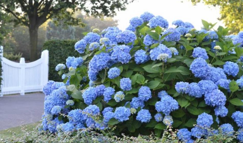 Endless Summer Hydrangeas, Original, McDonald Garden Center