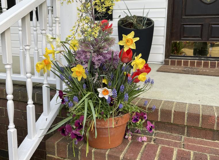 Bulb Container Blooming!, McDonald Garden Center