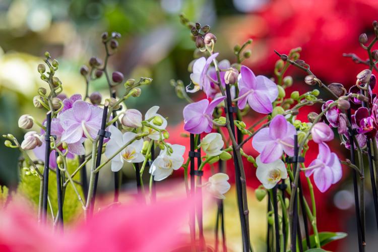 Plantopia, McDonald Garden Center