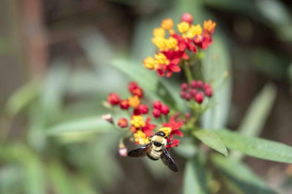 Natives vs. Nativars: Bridging the Gap Between Native Plants and Modern Gardening