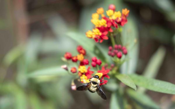 Natives vs. Nativars: Bridging the Gap Between Native Plants and Modern Gardening