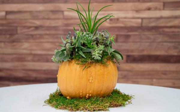 Succulent Pumpkin