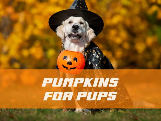 Pumpkins for Pups