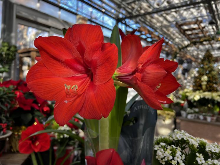 Amaryllis