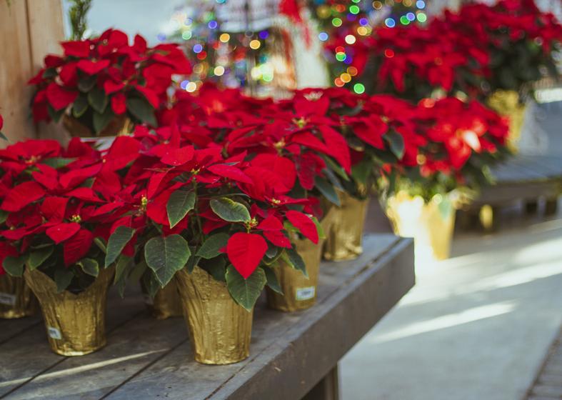 Poinsettias