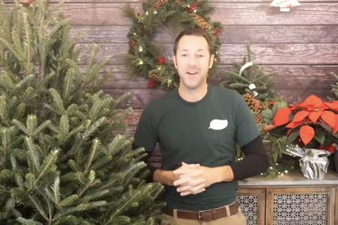 Fresh Cut Trees 101, McDonald Garden Center