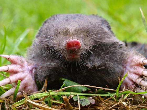 Solutions to Mole & Voles