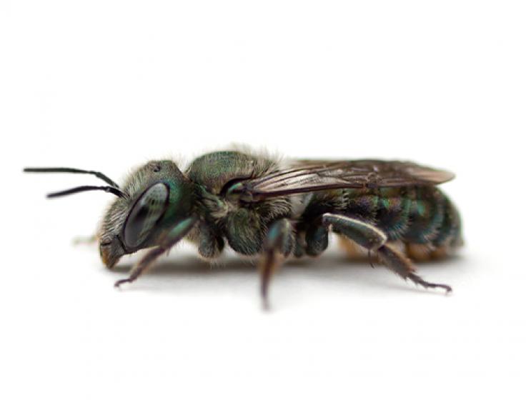 Sweat Bee, McDonald Garden Center