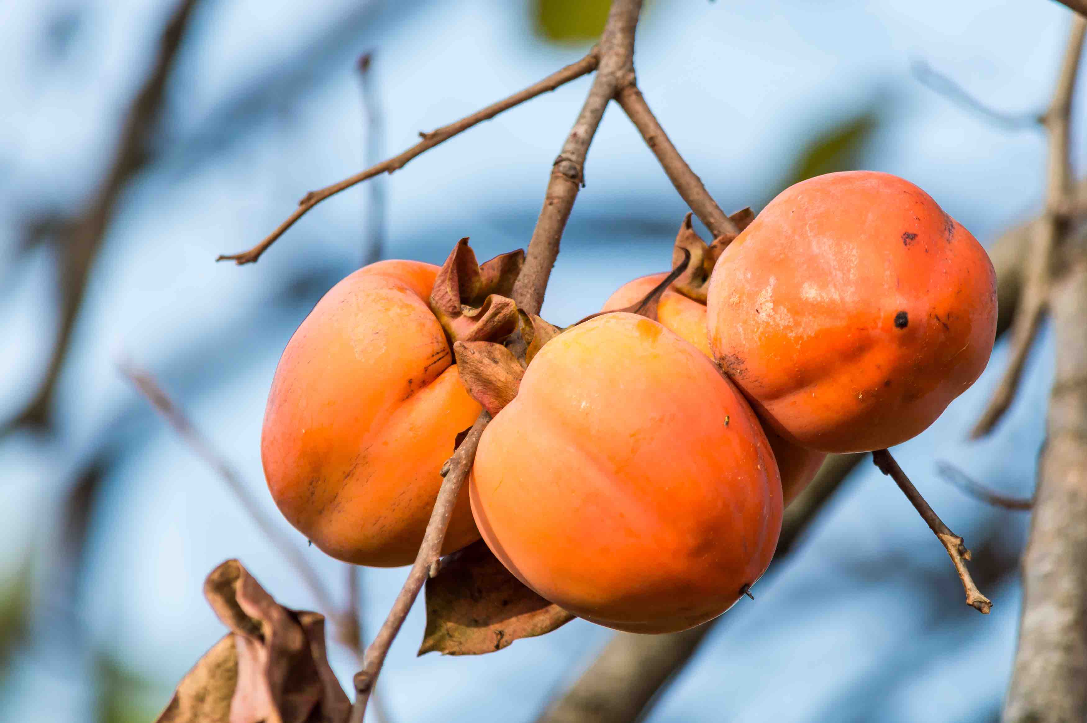 Persimmons on tree