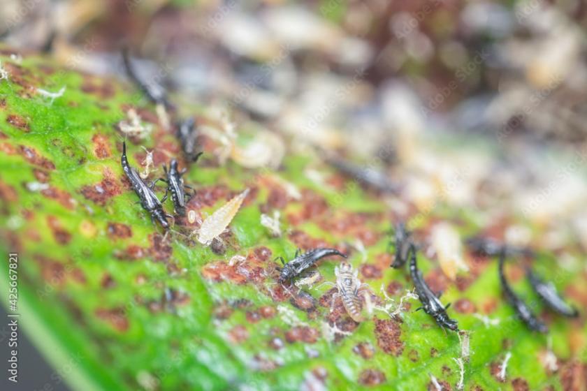 Thrips, McDonald Garden Center